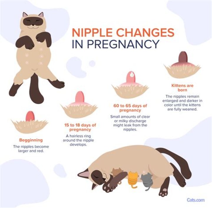 Do male cats have pink nipples?