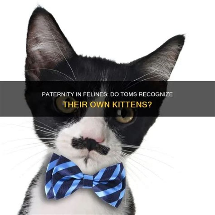 Do male cats recognize their kittens?