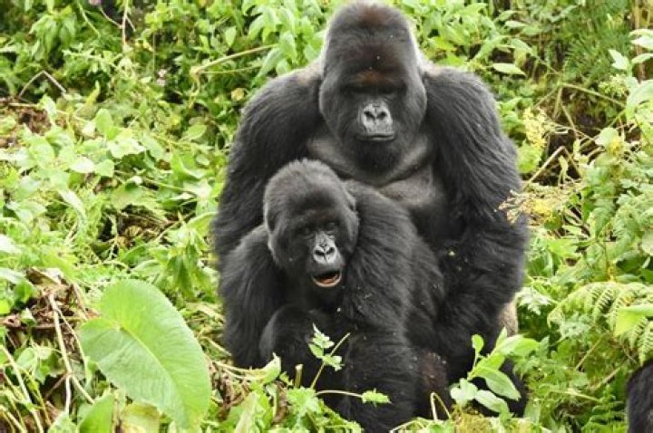 Do male gorillas mate with males?