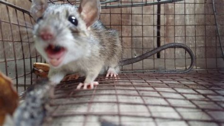 Do mice cry?