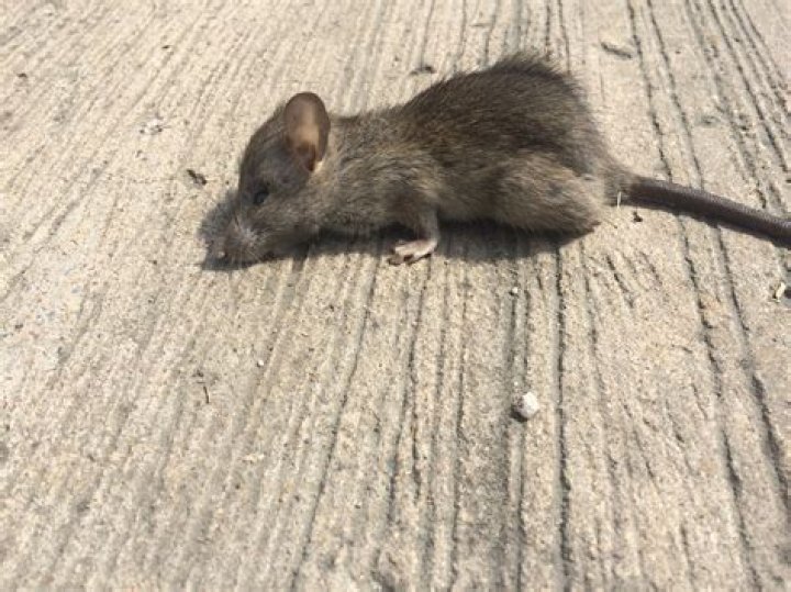 Do mice play fight?