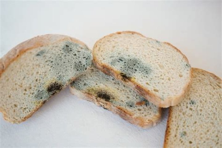 Do models eat bread?
