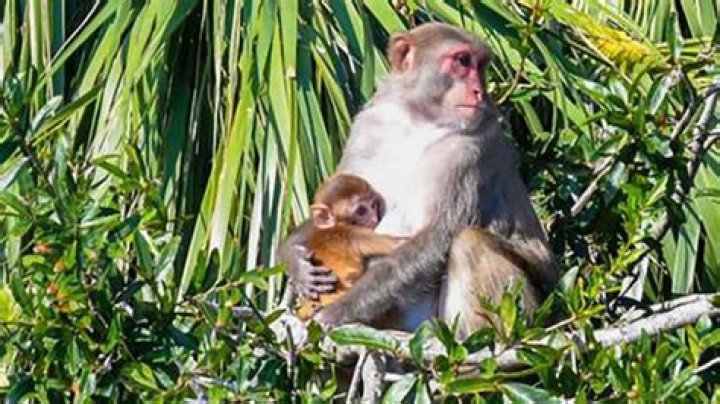 Do monkeys have a period?