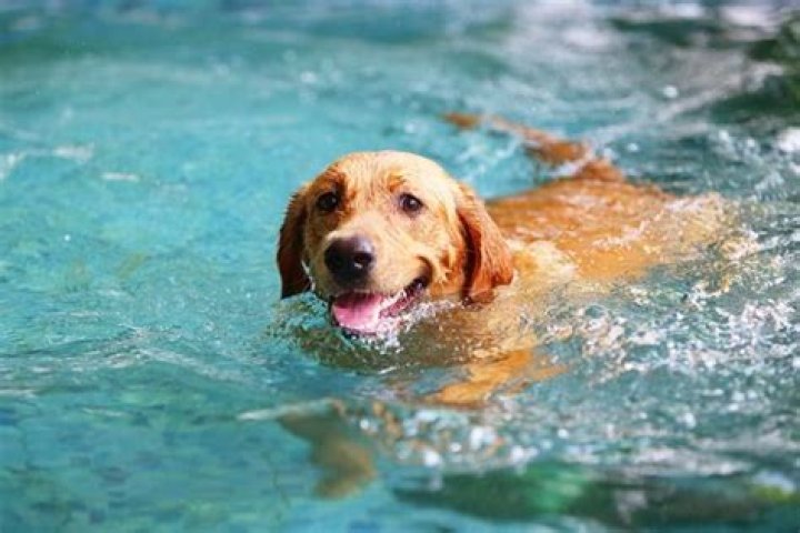 Do most dogs like to swim?