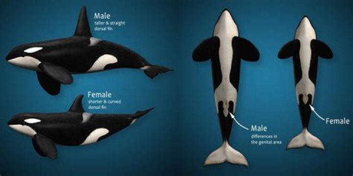 Do orcas have language?