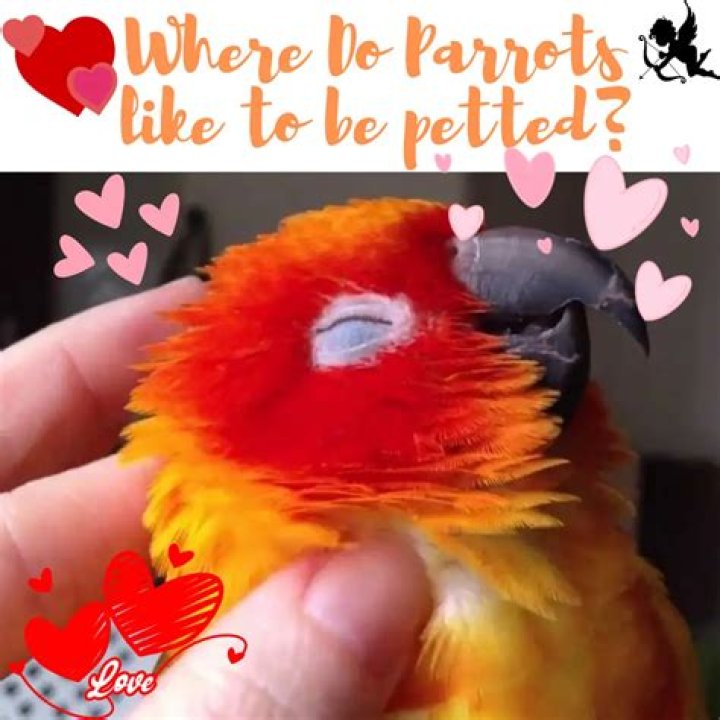 Do parrots like to be petted?