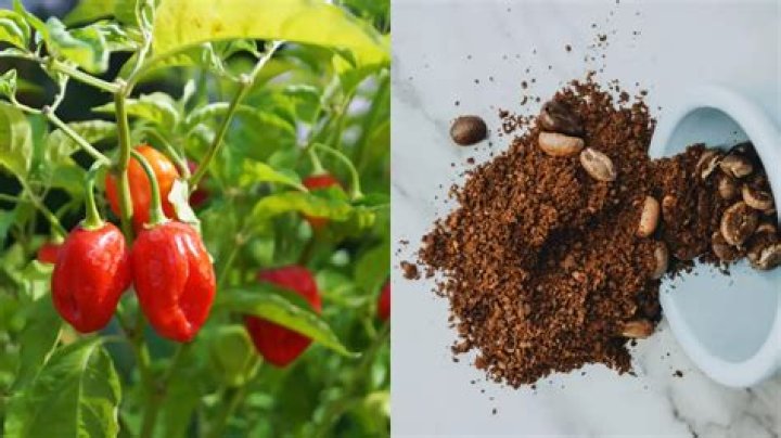 Do pepper plants like coffee grounds?