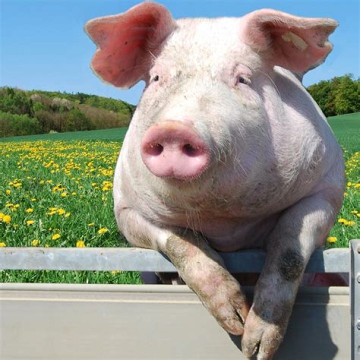Do pigs scream when being killed?