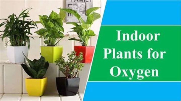 Do plants add oxygen to a room?