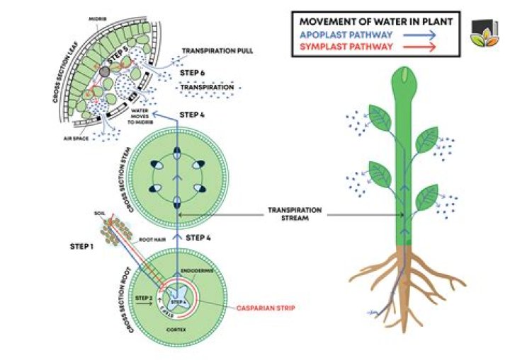 Do plants like being around other plants?