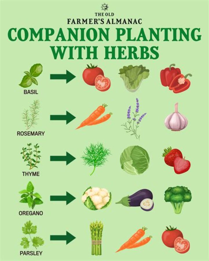 Do plants like to be near each other?