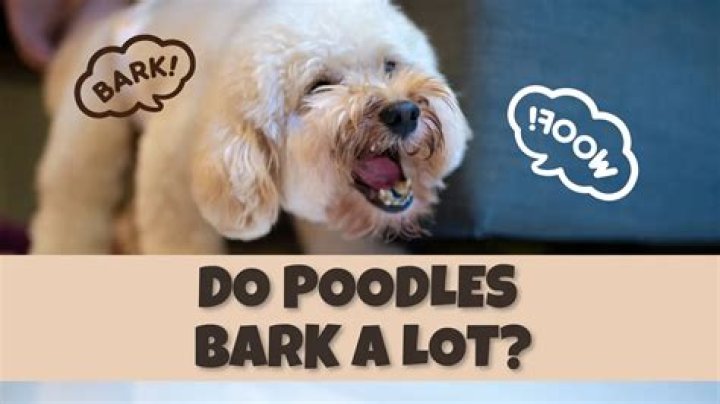 Do poodles bark a lot?