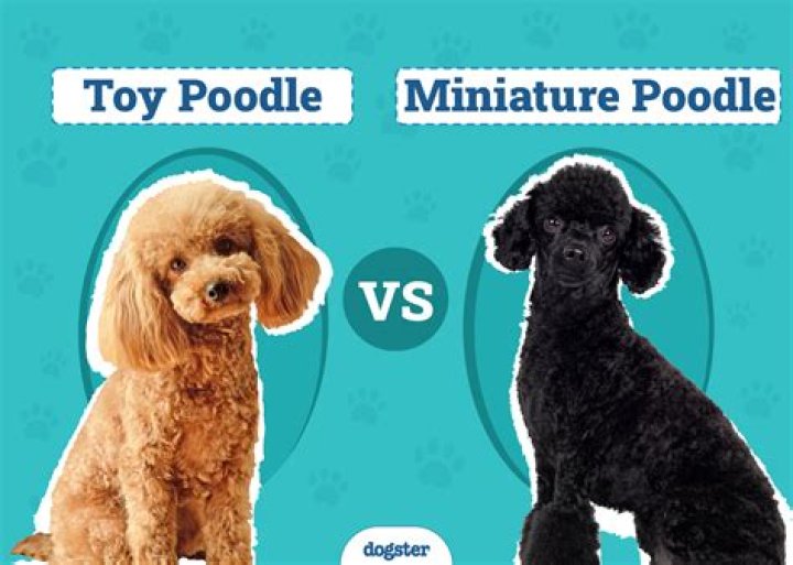 Do poodles clean themselves?
