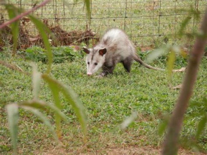 Do possums eat bees?