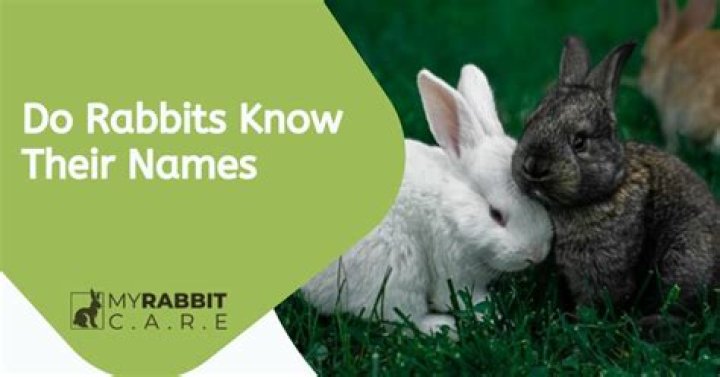 Do rabbits know their names?