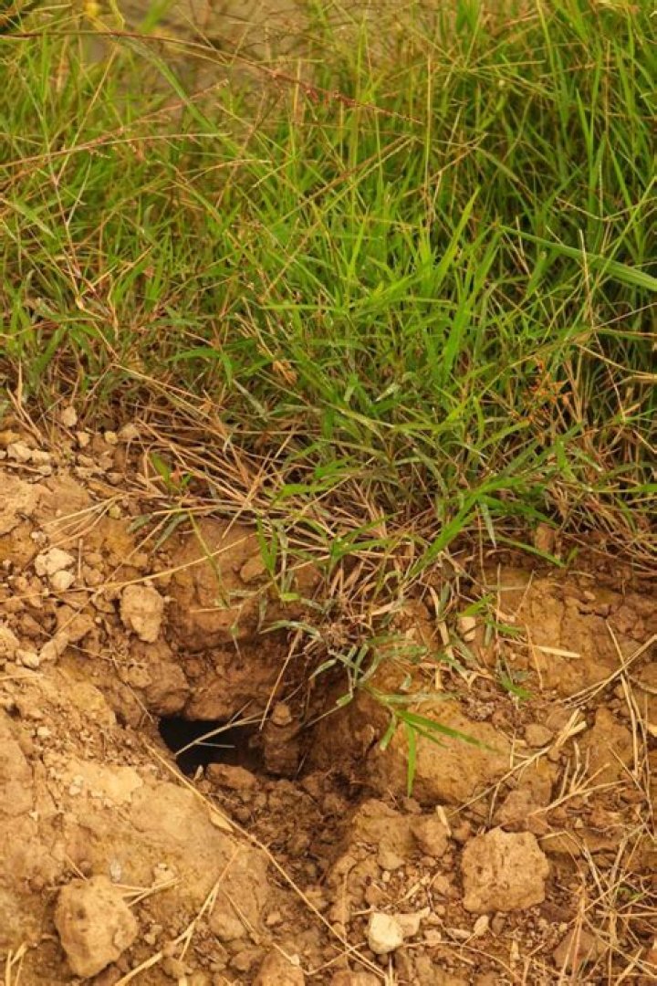 Do rats dig in mulch?