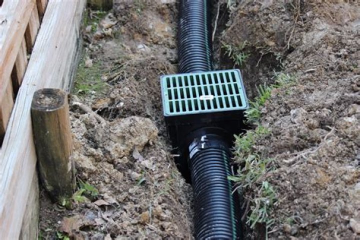 Do rats go up drain pipes?