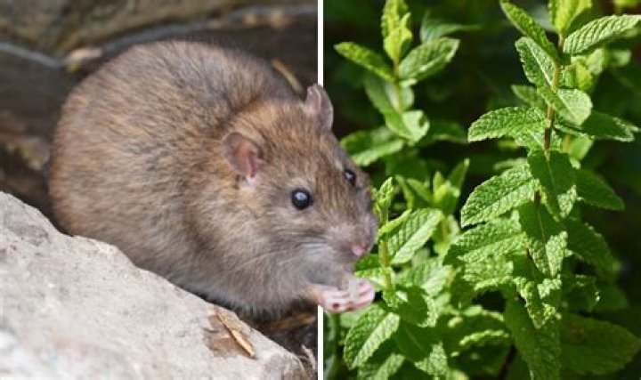 Do rats like mint?