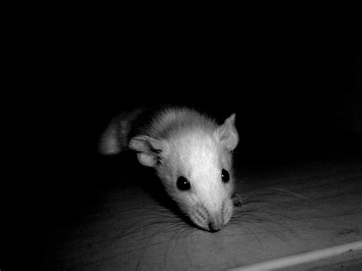 Do rats like the dark?
