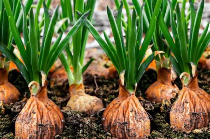 Do roaches like onions?