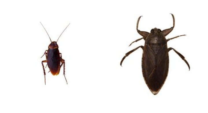 Do roaches like the light?