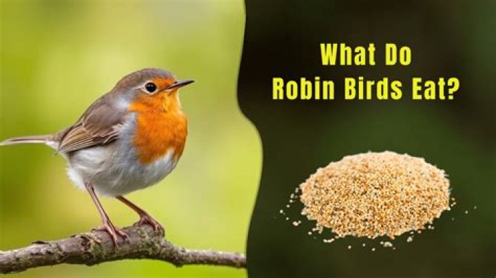Do robins eat bird seed?