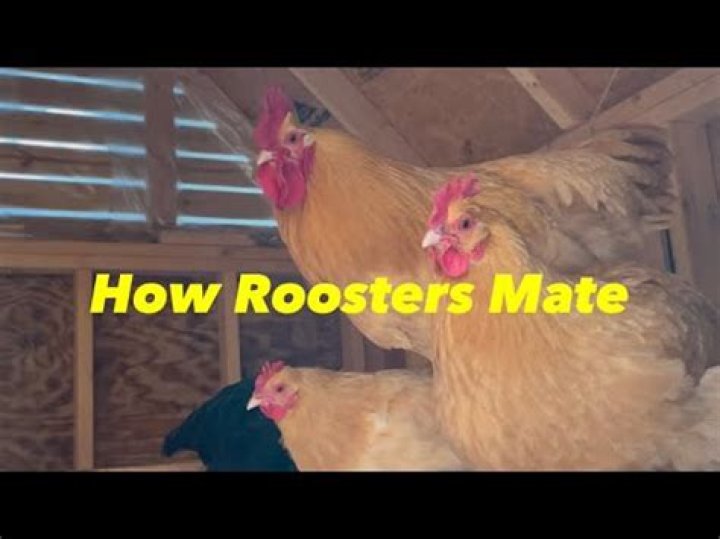 Do roosters mate at night?