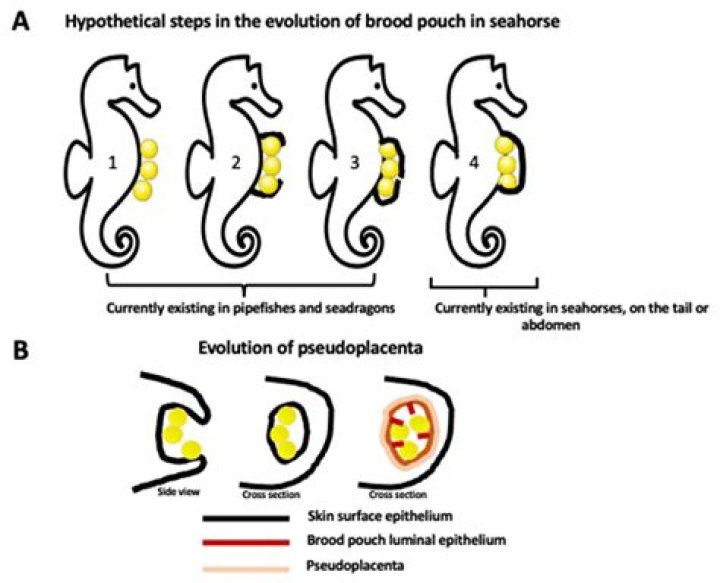 Do seahorses have personalities?