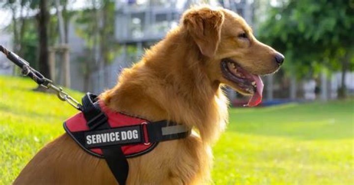 Do service dogs growl?