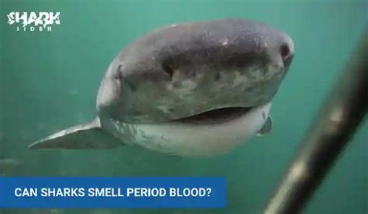 Do sharks like period blood?