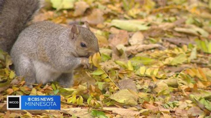 Do slinkys stop squirrels?