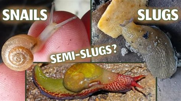 Do slugs turn into snails?