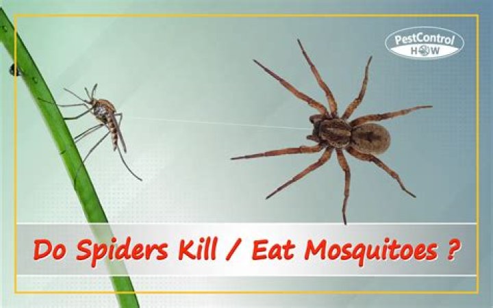 Do spiders eat mosquitoes?
