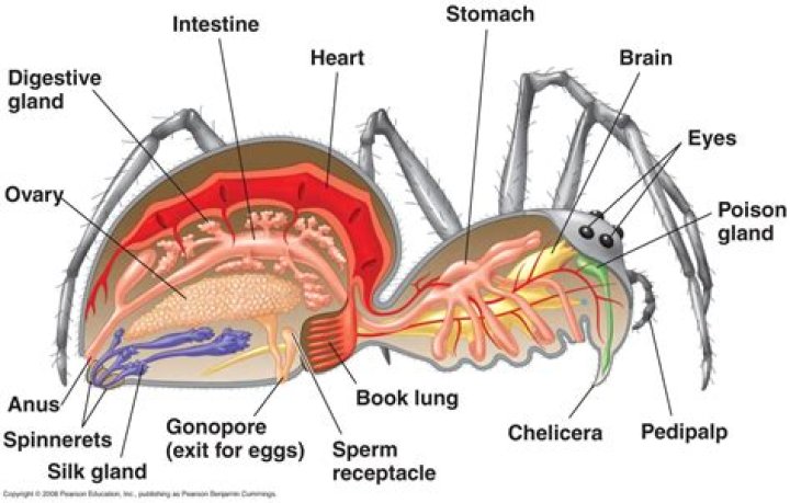 Do spiders have hearts?
