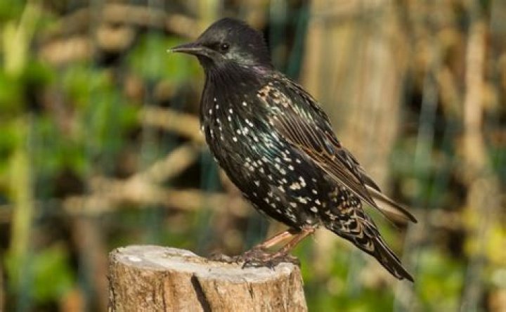 Do Starling Bank have branches?