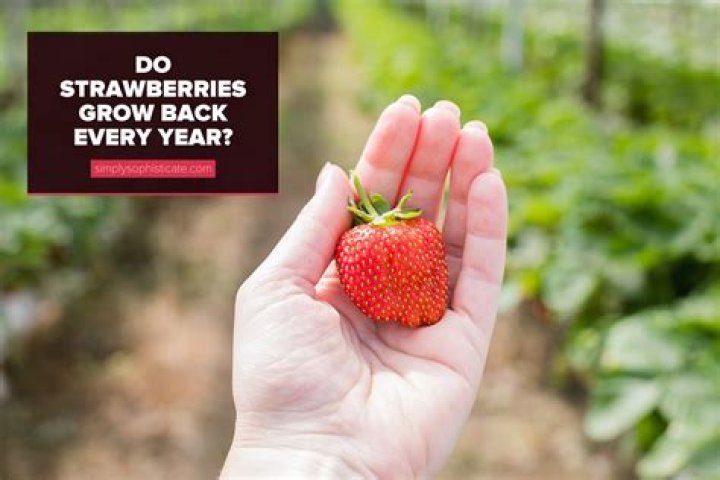 Do strawberries grow back every year?