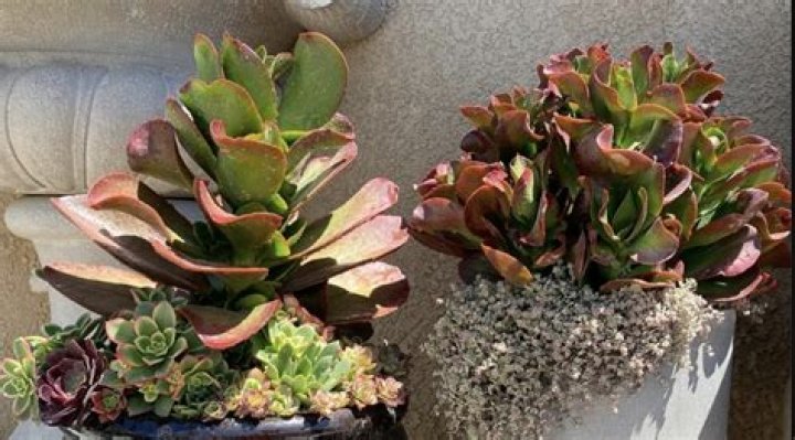 Do succulents like tight pots?