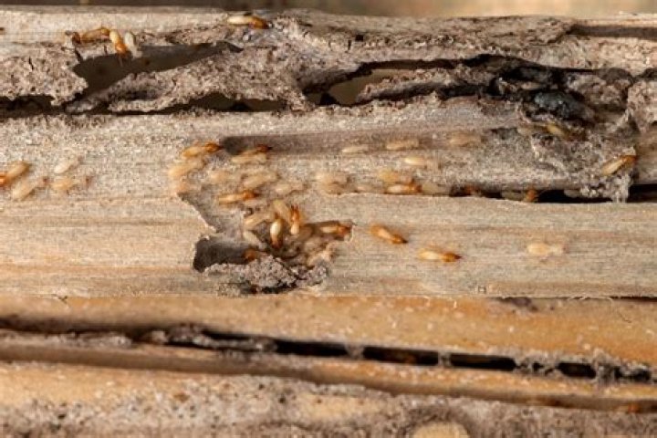 Do termites leave dirt piles?