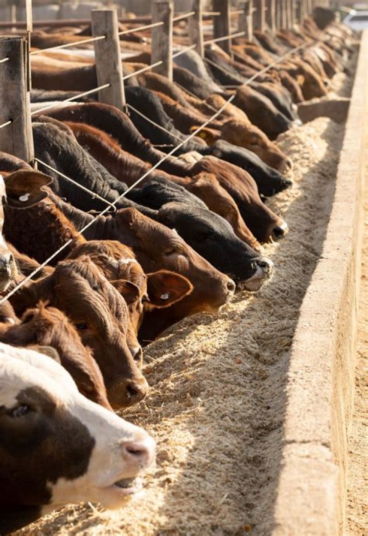 Do they feed meat to cows?