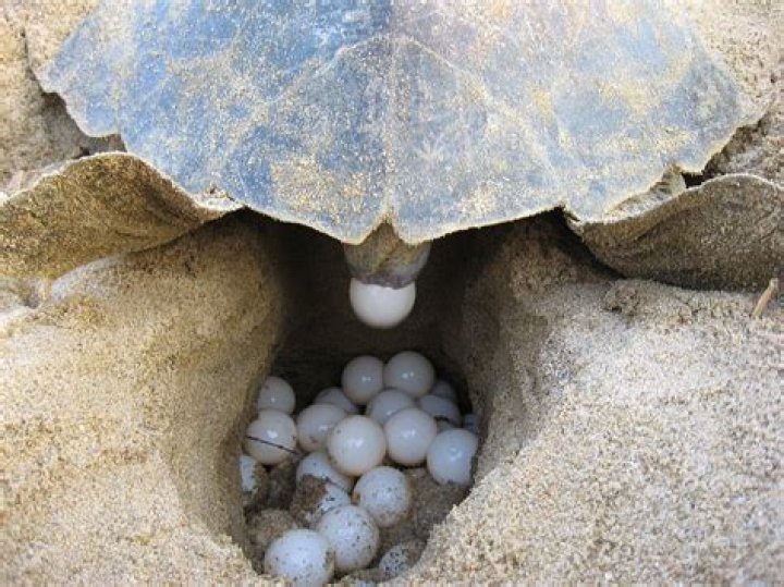 Do turtles cry?