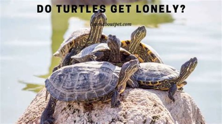 Do turtles get lonely?