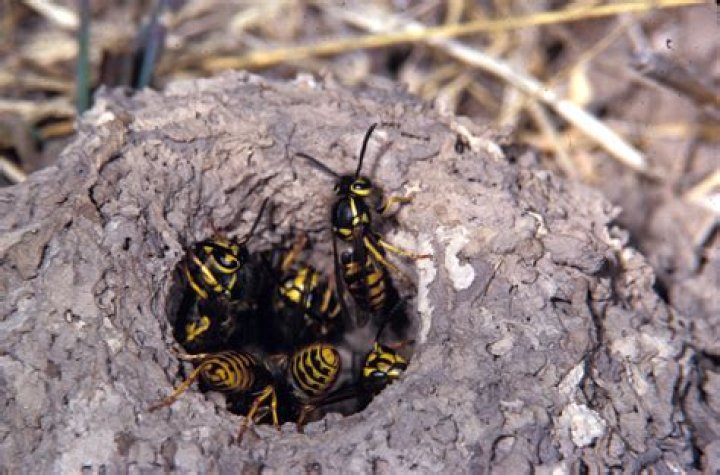 Do wasps nest in the ground?