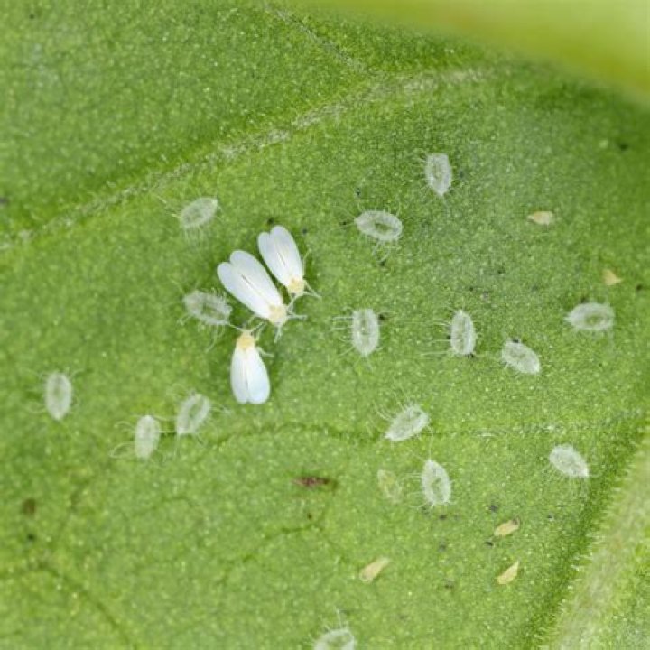 Do whiteflies spread?