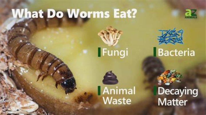 Do worms like pineapple?