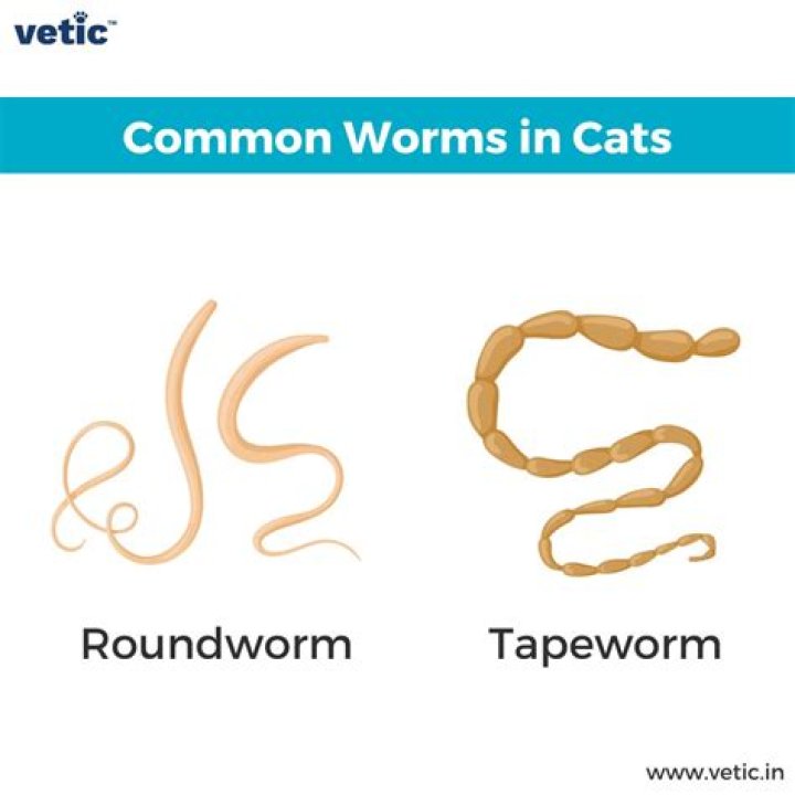 Do worms prefer wet or dry?
