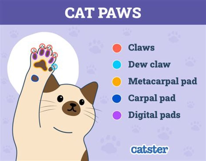 Do you clip a cat's back paws?