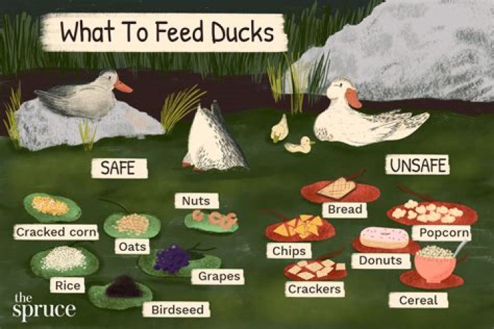 Do you need two ducks?
