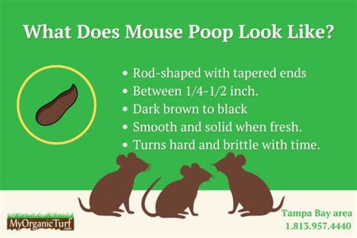 Does a dead mouse smell like poop?