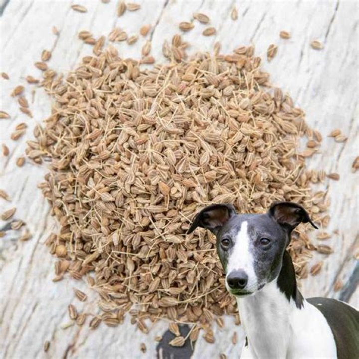 Does anise make dogs calm?