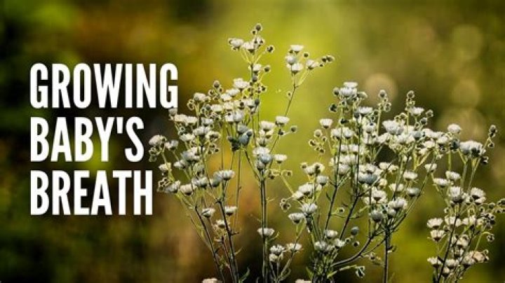 Does baby's breath have a smell?